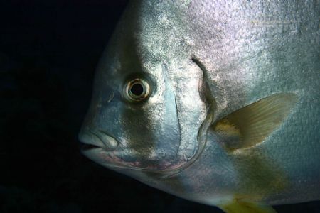 bat fish profile - had the 100 mm lens on so could only g... by John M Akar 