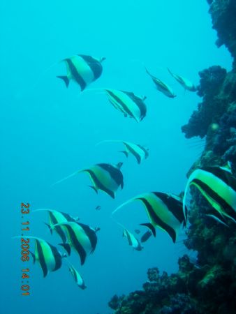 photo taken at phuket by Bok Leng Tan 