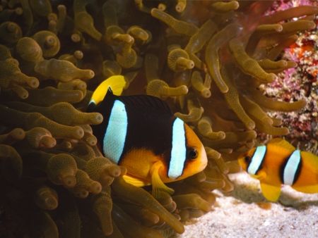 Clown fishes in their anemone.
Sea and sea MX10 with mac... by Franco Tosi 