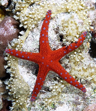Starfish # 2 taken at Ras Caty with E300. by Nikki Van Veelen 
