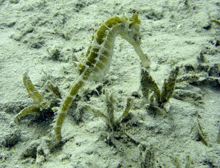 Sea Horse taken on shallow dive in Hurghada 2006. by Mick Hatswell 