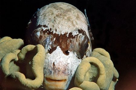 Sharm-el-sheik 2003 - Masked pufferfish sleep on the soft... by Adnan Büyük 