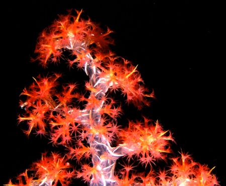'Soft Coral Study' Nature's own uw Christmas tree! Loloat... by Rick Tegeler 