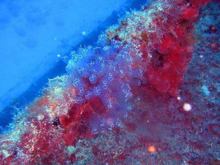 Taken in Cuba attached to a wreck. It wa taken with my Se... by Karl Hodgkins 