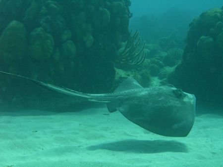 Ray in motion by Lora Tucker 