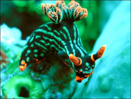 My favorite nudibranch! 
Olympus c5060, external flash. by Jennifer Stagling 