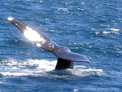 Ballena franca austral by Leandro Pascual 