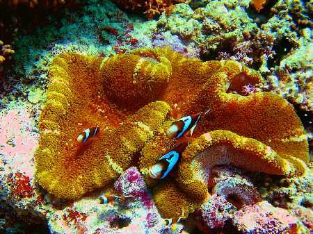 anemonefish family, taken on the great barrier rees, niko... by Isaac Wall 