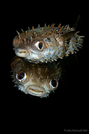 Loving Eyes Puffers .... how cute can they get :) 400D again by Alex Tattersall 