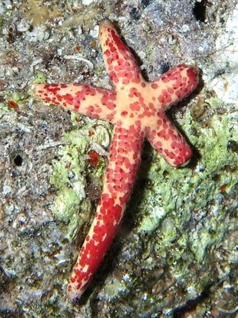 Starfish #3 also taken at Ras Caty with E300. by Nikki Van Veelen 
