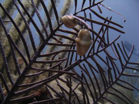 Taken in natural light with canon SD700 & underwater hous... by Sheryl Checkman 