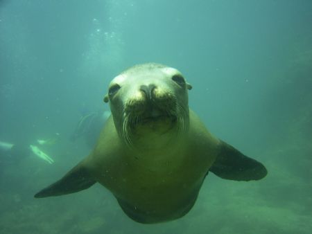 This Sea Lion was in swimming right at me. Barely had tim... by Clyde Smith 