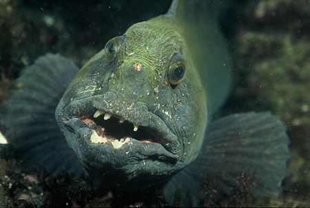 Wild Wolf Fish
Taken at Great Green Carr, St. Abbs, Scot... by Mike Clark 
