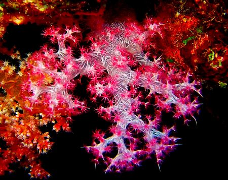 soft coral taken on fuji 710 compact
shot taken at cave ... by Matt Andrew 