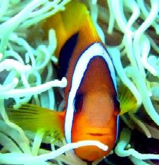 Nemo's cousin
Great Barrier Reef
 by Andy Thirlwell 