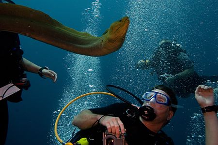 When this Green Moray swam off the reef for a closer look... by Michael Shope 