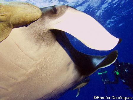 Giant manta and divers by Ramón Domínguez 