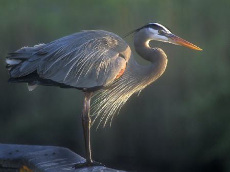 Great Blue Heron at Sunrise by Jack Nevitt 