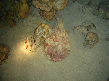 i took this photo at night dive with sony-syber-shot.nov-... by Abdel Wahab Al Ma`aita 