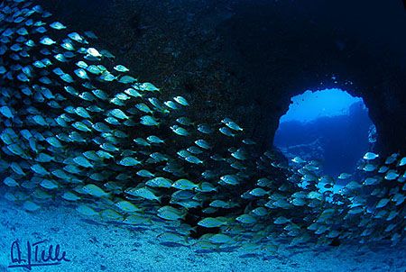 Robert Reef, South of Tenerife, Canary Islands.
D200 wit... by Arthur Telle Thiemann 