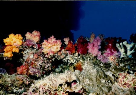 Soft coral garden, Mariahs Cove, Matangi Island, Fiji. Ni... by Marylin Batt 
