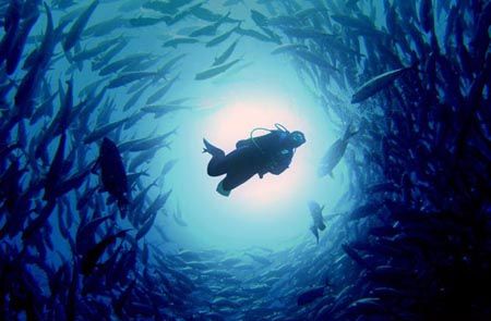 A Diver and Schooling Jack Fish, taken in Tulamben Bali, ... by Kaufik Anril Hartantho 
