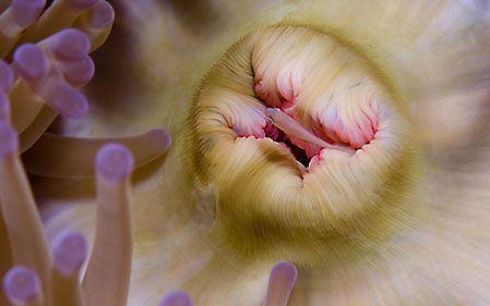 Anemone buddy, or dinner? by Larissa Roorda 