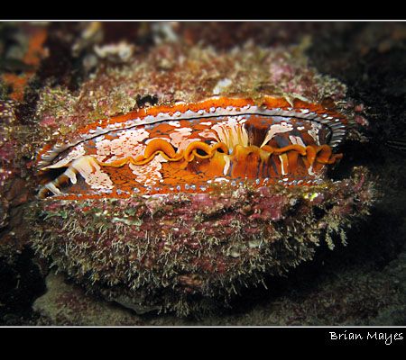 Colourful Clam with eyes like little LEDS.
Canon A70 by Brian Mayes 