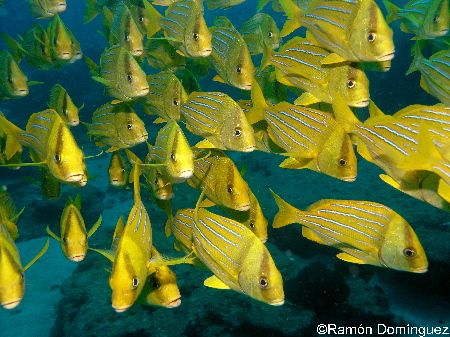 School of Panamic Porkfish (Anisotremus taeniatus), a usu... by Ramón Domínguez 