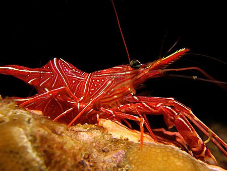 Red Soldier!
Taken In Redang With Canon S80. by Ed Eng 