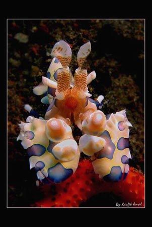 Harlequin Shrimp taken in Tulamben Bali Indonesia, Canon ... by Kaufik Anril Hartantho 
