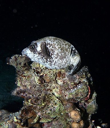 Sleeping beauty...taken at Ras Caty on a night dive. by Nikki Van Veelen 