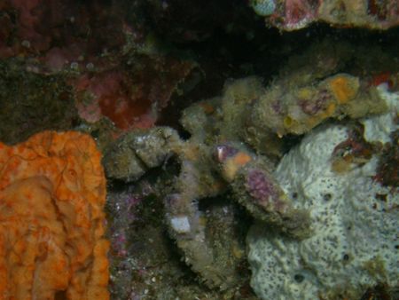 Spider crab this picture was taken during our night dive ... by Jun Yu 