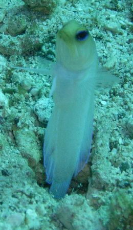 Jawfish by Lora Tucker 