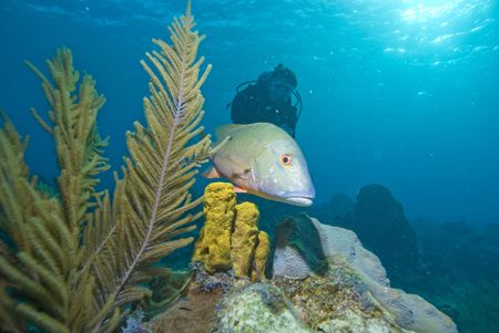 Red Snapper over sponge, Sunset House, Grand Cayman, D200... by Michael Foulds 