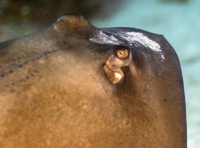 Eye to eye with a Southern Stingray Cayman Brac Nikon D20... by Don Bricker 