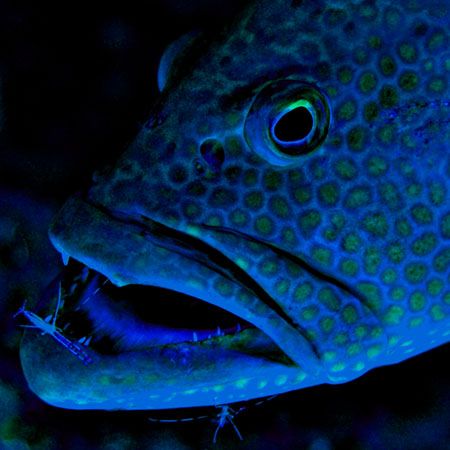Grand Cayman Sunset Reef 2006 - Cleaning station! This wa... by Nick Raptis 