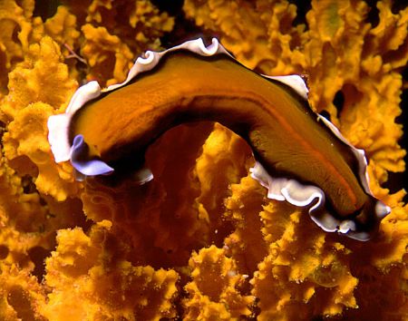 'Orange Study' Of the phylum Platyhelminthes flatworms di... by Rick Tegeler 