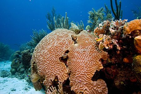 Reef scene from Hondurus by Michael Shope 