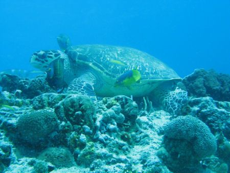 Cruising the current at Tortugas reef, MX we see a Hawksb... by Todd Eyolfson 