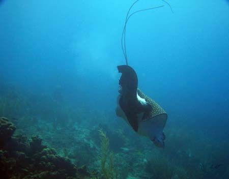 Mating Spotted Eagle Rays, Dive site: Depalm Island Slope... by Dan Root 