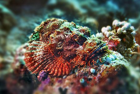 nik D200 - SB800 - vakarufalhi - scorpionfish by Manfred Bail 