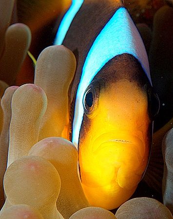 Clownfish taken at Ras Ghozlani, Ras Mohamed Park. by Nikki Van Veelen 