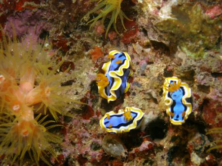 My cuties Nudist during my night dive in divers sanctuary... by Jun Yu 