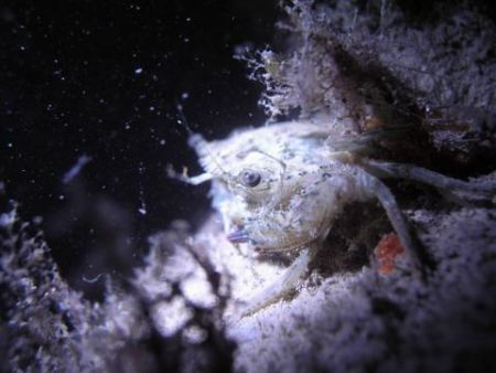 I was doing a night dive at the jetty infront of Batam Vi... by Anthony Ang 