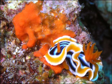 Nudibranch taking it easy! by Roppe Nilsson 