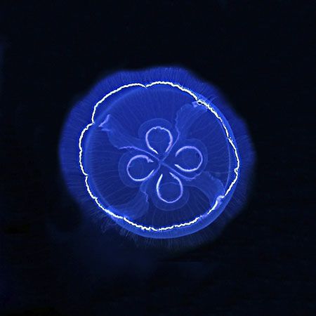 A little jellyfish that was hangin' below the boat on a s... by Larissa Roorda 