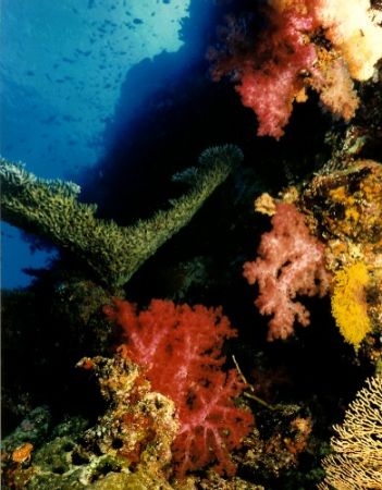 Soft coral landscape, enjoy, Merry Christmas. by Marylin Batt 