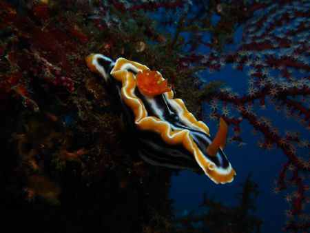 Chromodoris magnifica posing on Liberty wreck Tulamben. S... by Rory Ferguson 