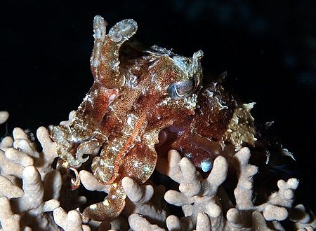 Cuttlefish taken at Ras Caty with E300. by Nikki Van Veelen 